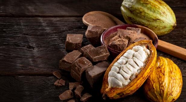 Cacao Stages