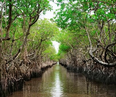 Mangrove Forest