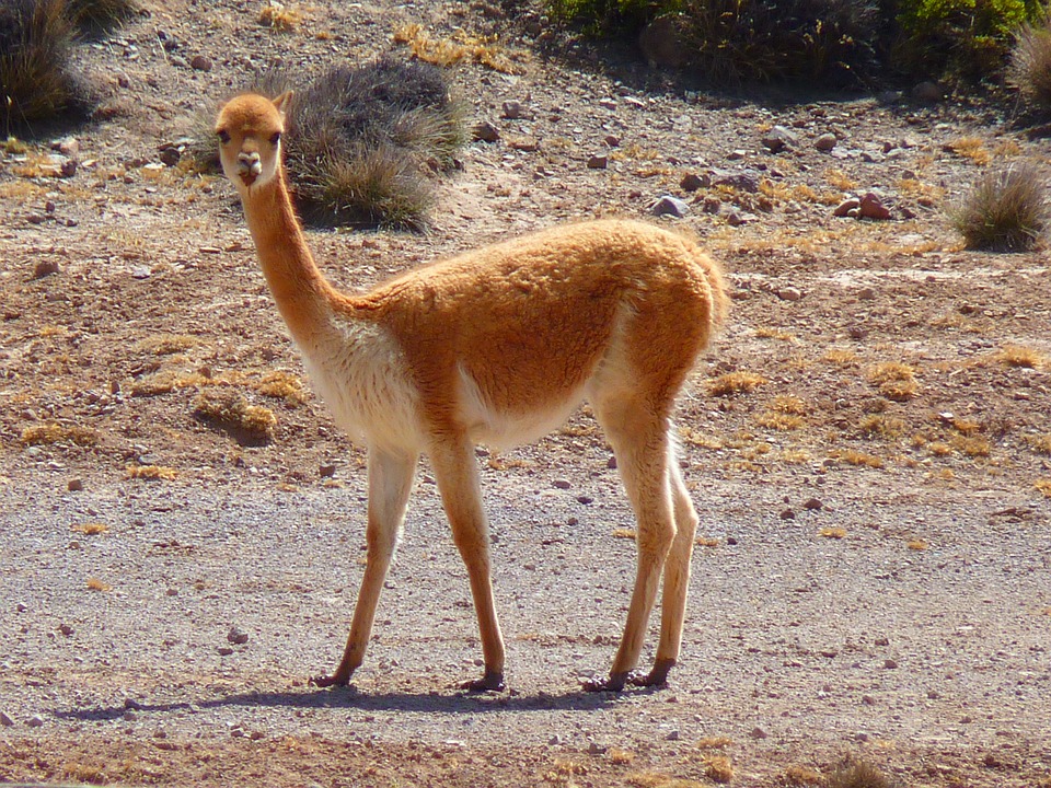 Image of Vicuna in Peru 